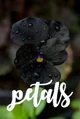 B - Petals