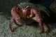 Giant Hermit Crab