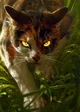 Warrior Cats RP