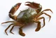 Giant Mud Crab