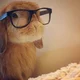 Professor bunny