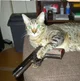 Gun cat