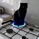 Stove cat