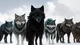Wolf Tribe