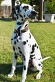 Dalmatian transforma