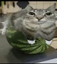 Water melon cat