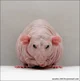 Bald rat