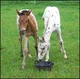 Two Appaloosa Foals
