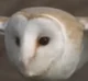 Barn owl