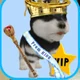 VIP king husky