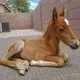 Abandoned foal