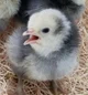 Chick