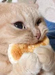 Hungry cat