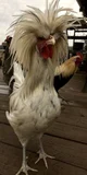 chicken moo 
