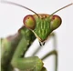 John Mantis