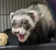 Ferret pertenek