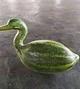 Watermelon duck