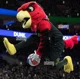 Harry the Hawk