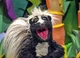 Stinky the Skunk