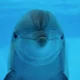 A dolphin