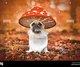 Mushroom doggo
