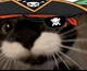 ye ol captain Catso