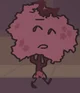 Cherry Blossom- TAOT