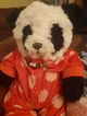 Cherie-panda