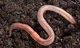 Earhtworm