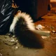 A city skunk