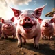 1k Angry Pigs
