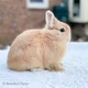 A wild bunny