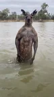 Dangerous kangaroo 