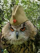 owl ani taro RU