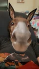 Donkey
