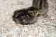 Baby Quail