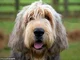 Otto Otterhound 