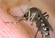 Female mosquito