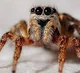 Araña