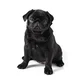 Pug negro