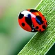 Is zoo ladybug habit