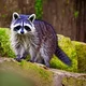 Zoo Raccoon exhibit