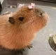 Capybara
