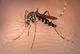 Aedes aegypti
