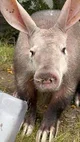 aardvark