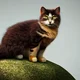 Maplepaw