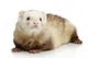 Lil ferret 