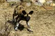 African Wild Dog Pup
