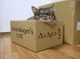Shrodingers Cat