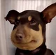 Talking dog